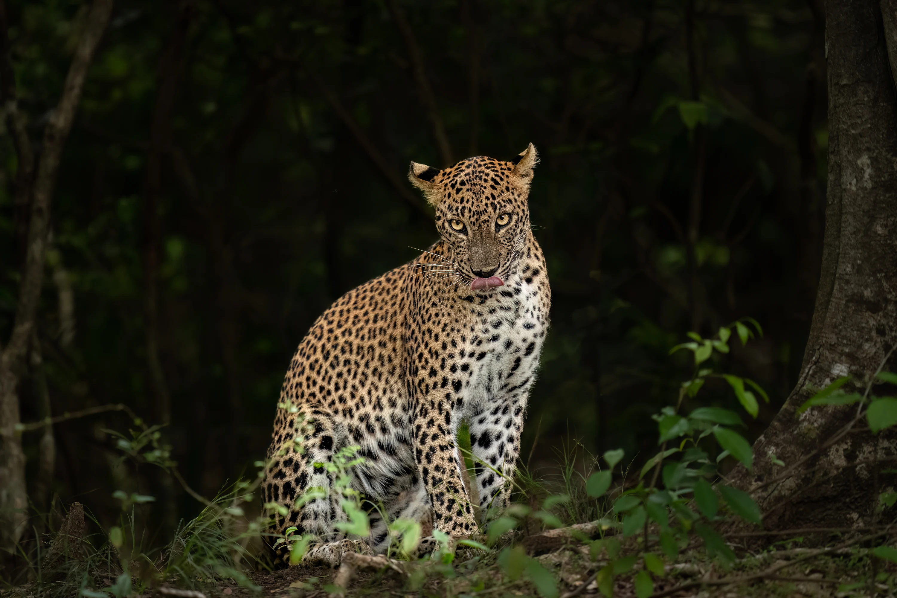 Sri Lanka Leopard Intensive gallery image 15